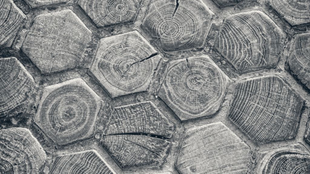 Hexagonal wood blocks showing their end grain